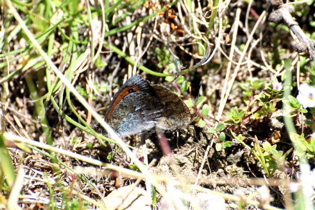 Erebia montana ed Erebia dromus/cassioides